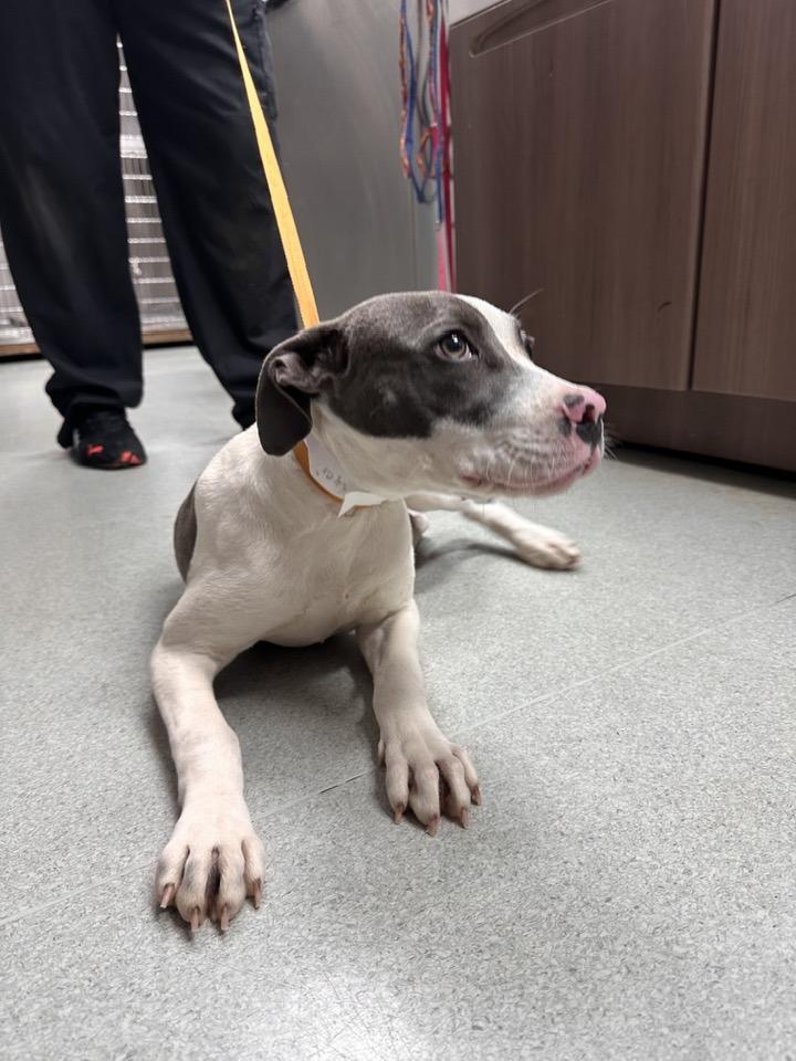 Luci, Adoptable, Young Female Pit Bull Terrier & Hound.