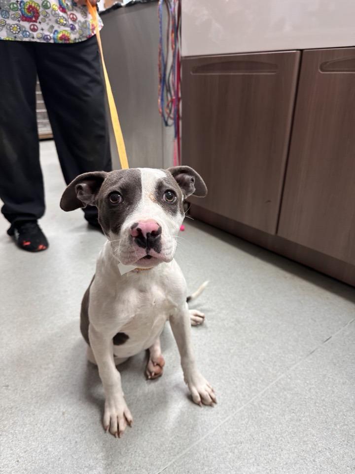 Luci, a Adoptable mixed breed image 2/5