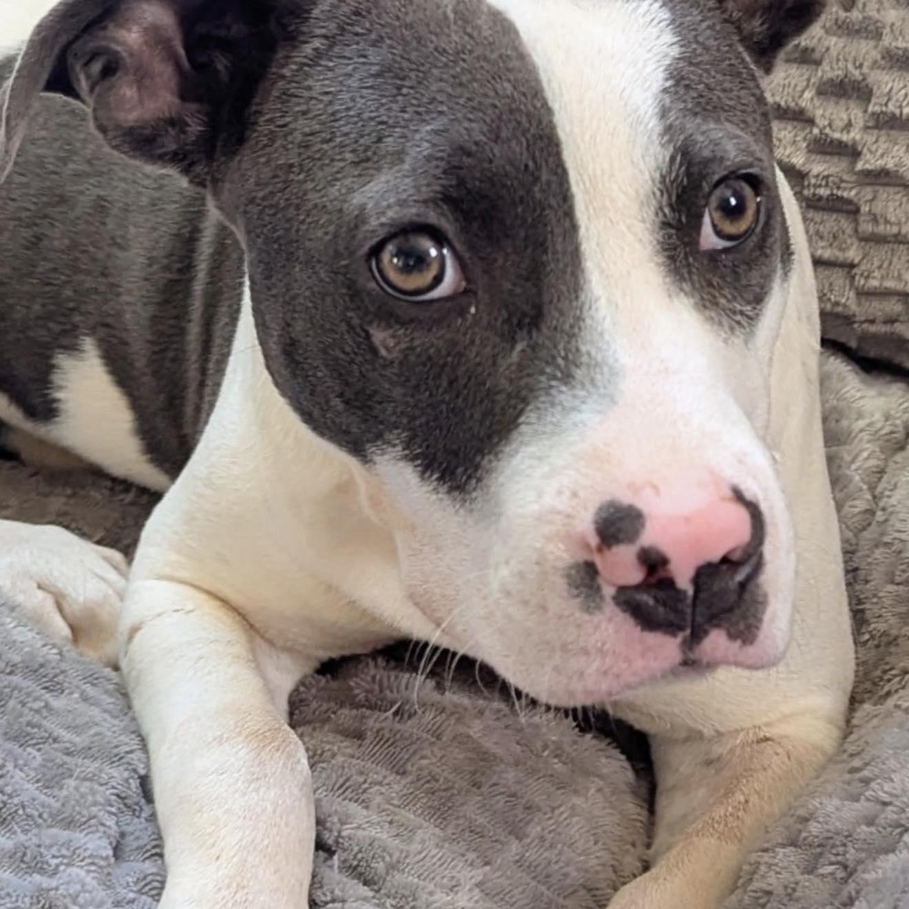 Luci, a Adoptable mixed breed image 3/5