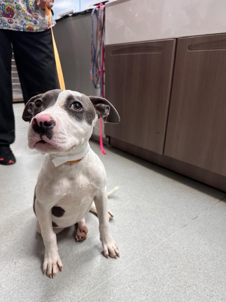 Luci, a Adoptable mixed breed image 4/5