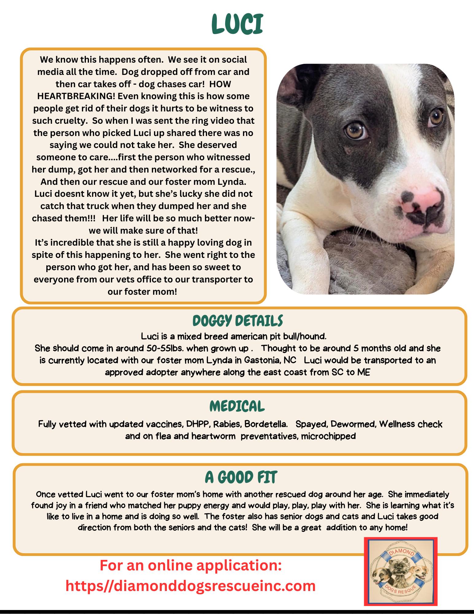 Luci, a Adoptable mixed breed image 5/5