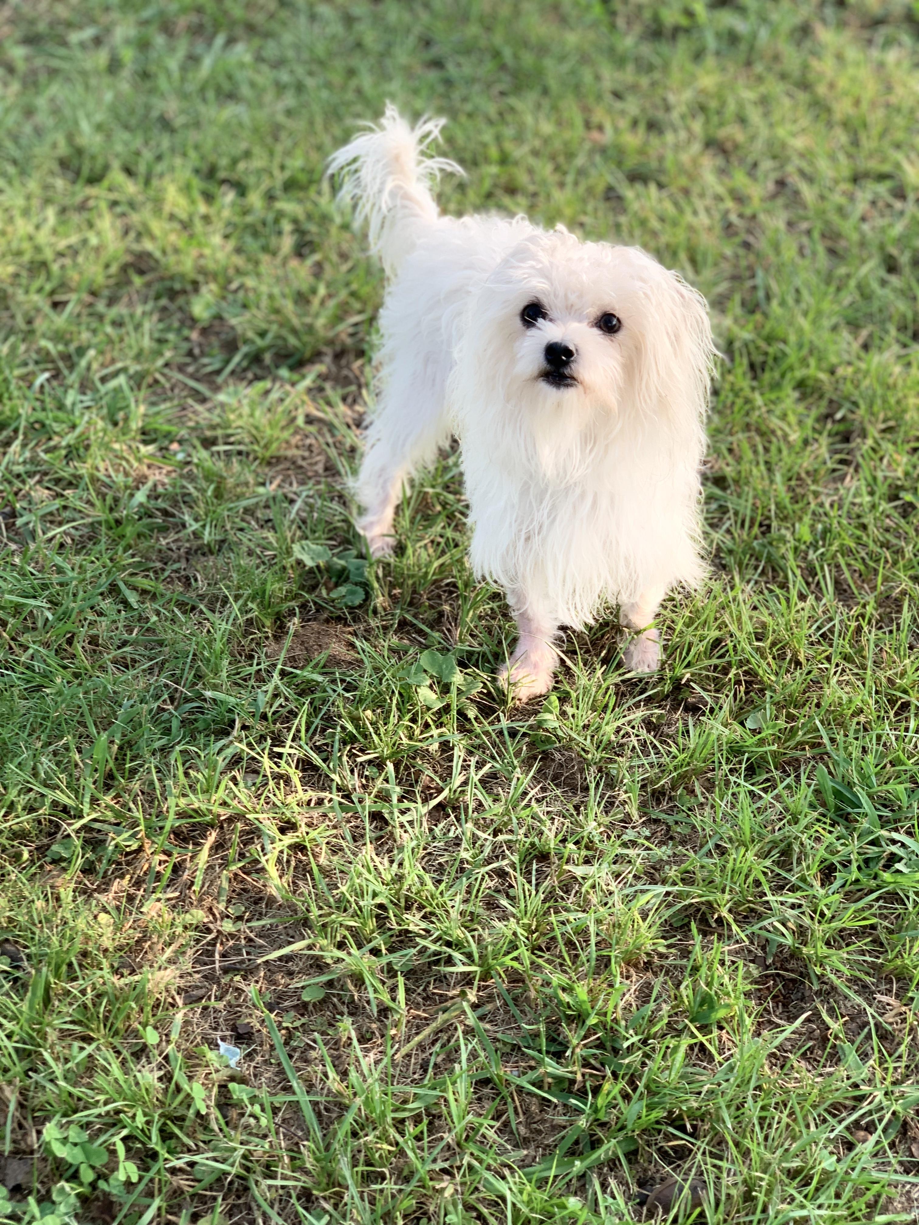 Enlarge D.D., a Adoptable Maltese in Hartwell, GA image 1/2