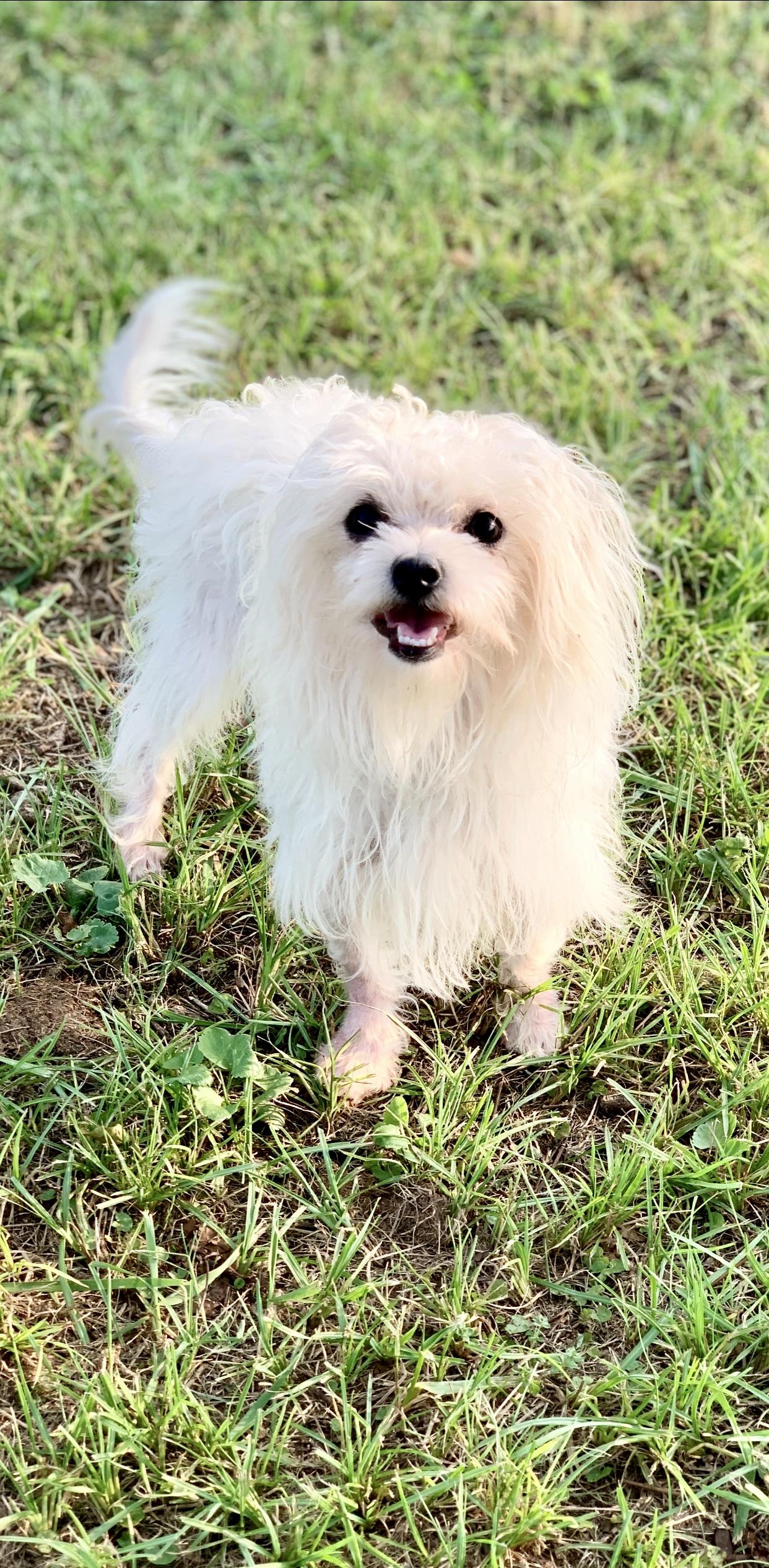 Enlarge D.D., a Adoptable Maltese in Hartwell, GA image 2/2