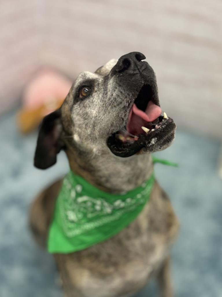 Gus, Adoptable, Senior Male Mastiff & Mixed Breed.