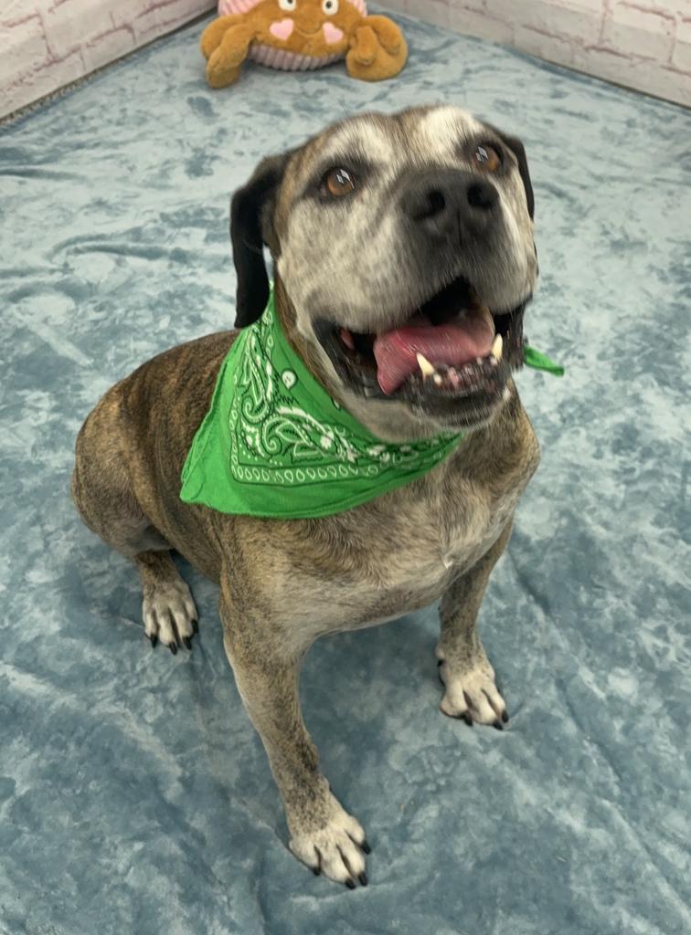 Enlarge Gus, a Adoptable mixed breed in Detroit, MI image 2/6