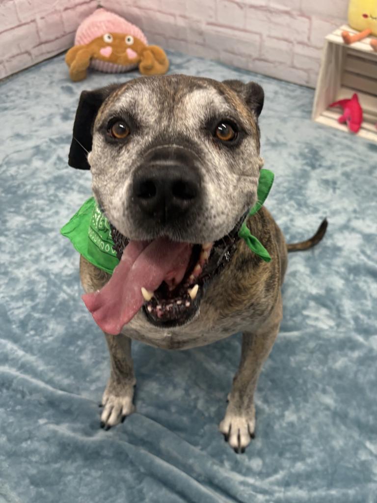 Enlarge Gus, a Adoptable mixed breed in Detroit, MI image 3/6