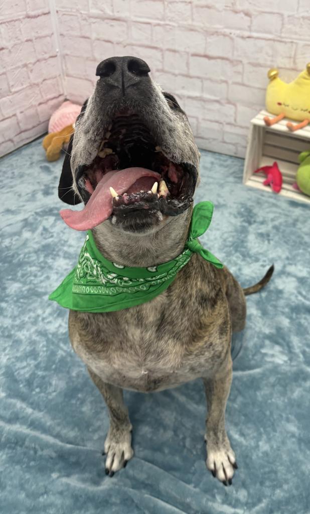 Enlarge Gus, a Adoptable mixed breed in Detroit, MI image 4/6