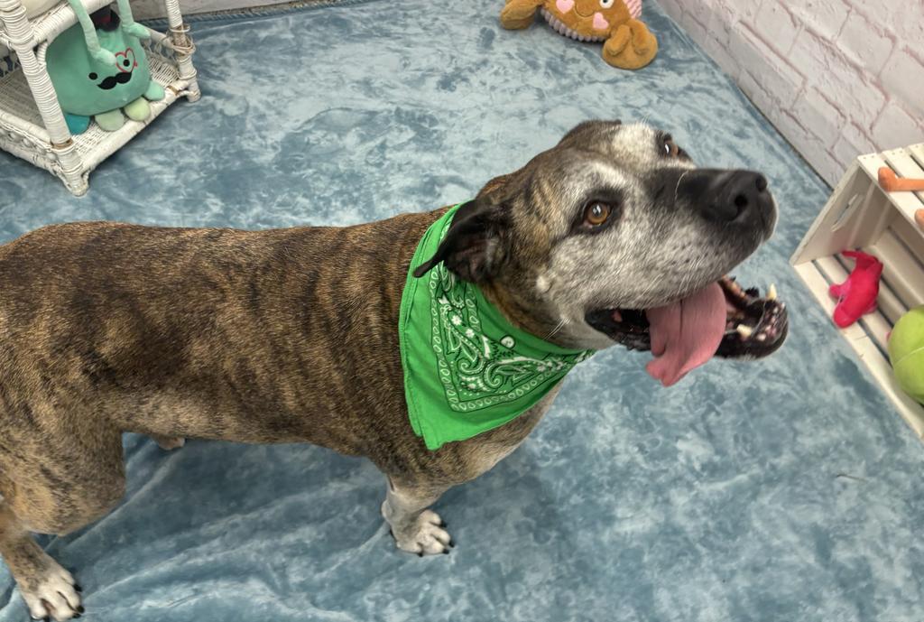 Enlarge Gus, a Adoptable mixed breed in Detroit, MI image 5/6