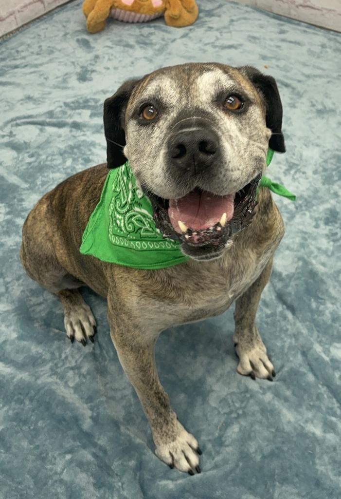 Enlarge Gus, a Adoptable mixed breed in Detroit, MI image 6/6