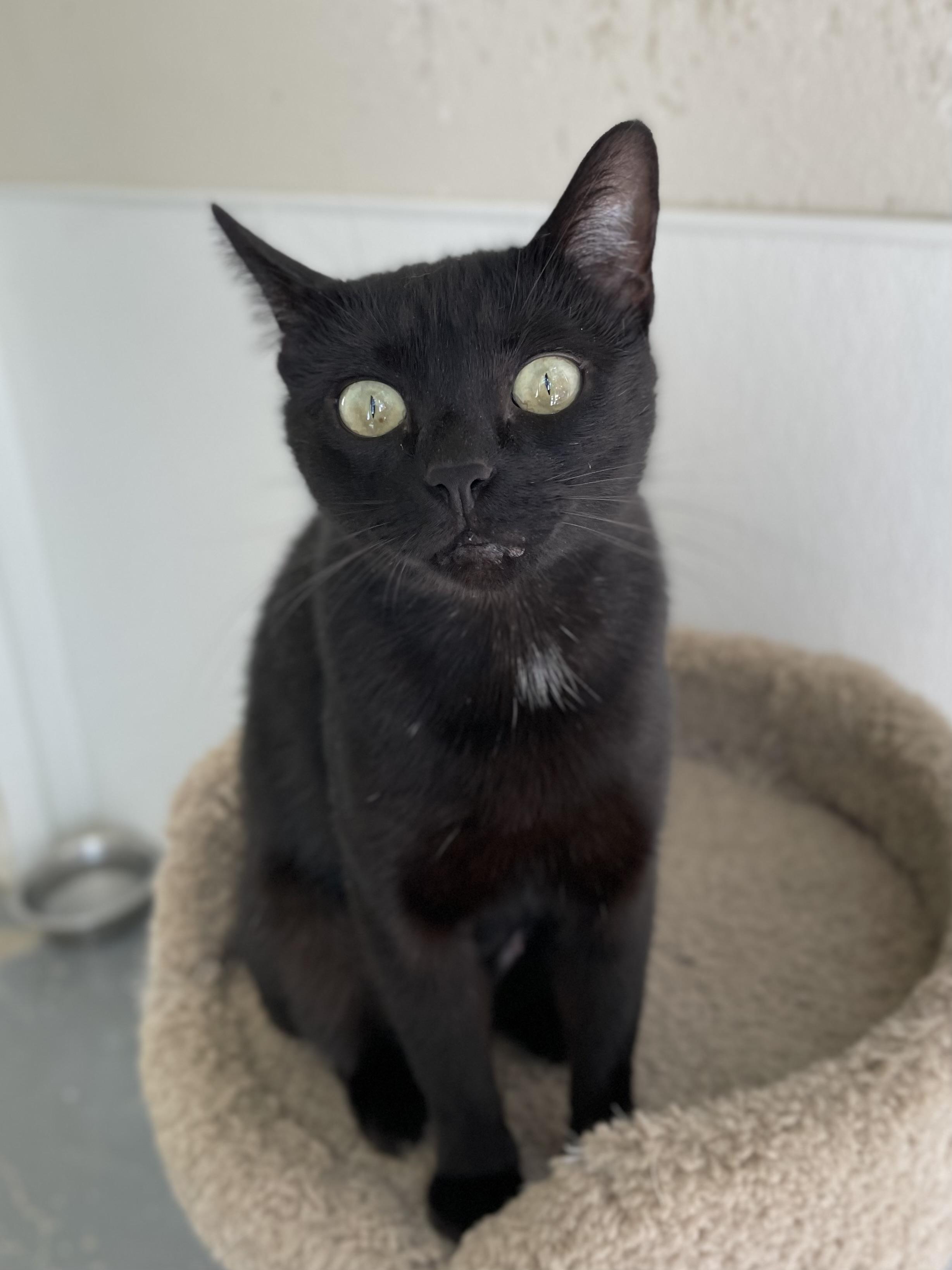 Morticia