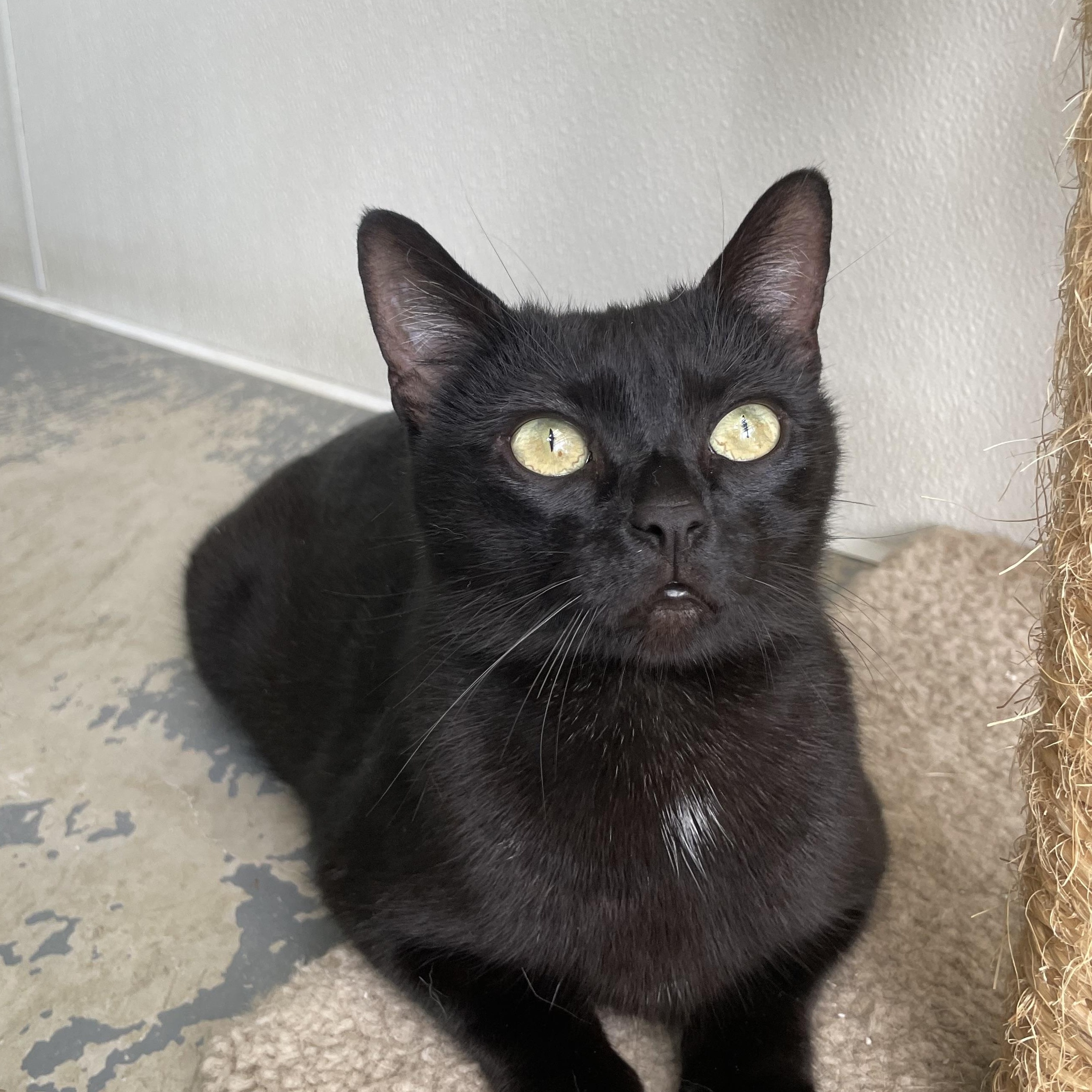 Morticia