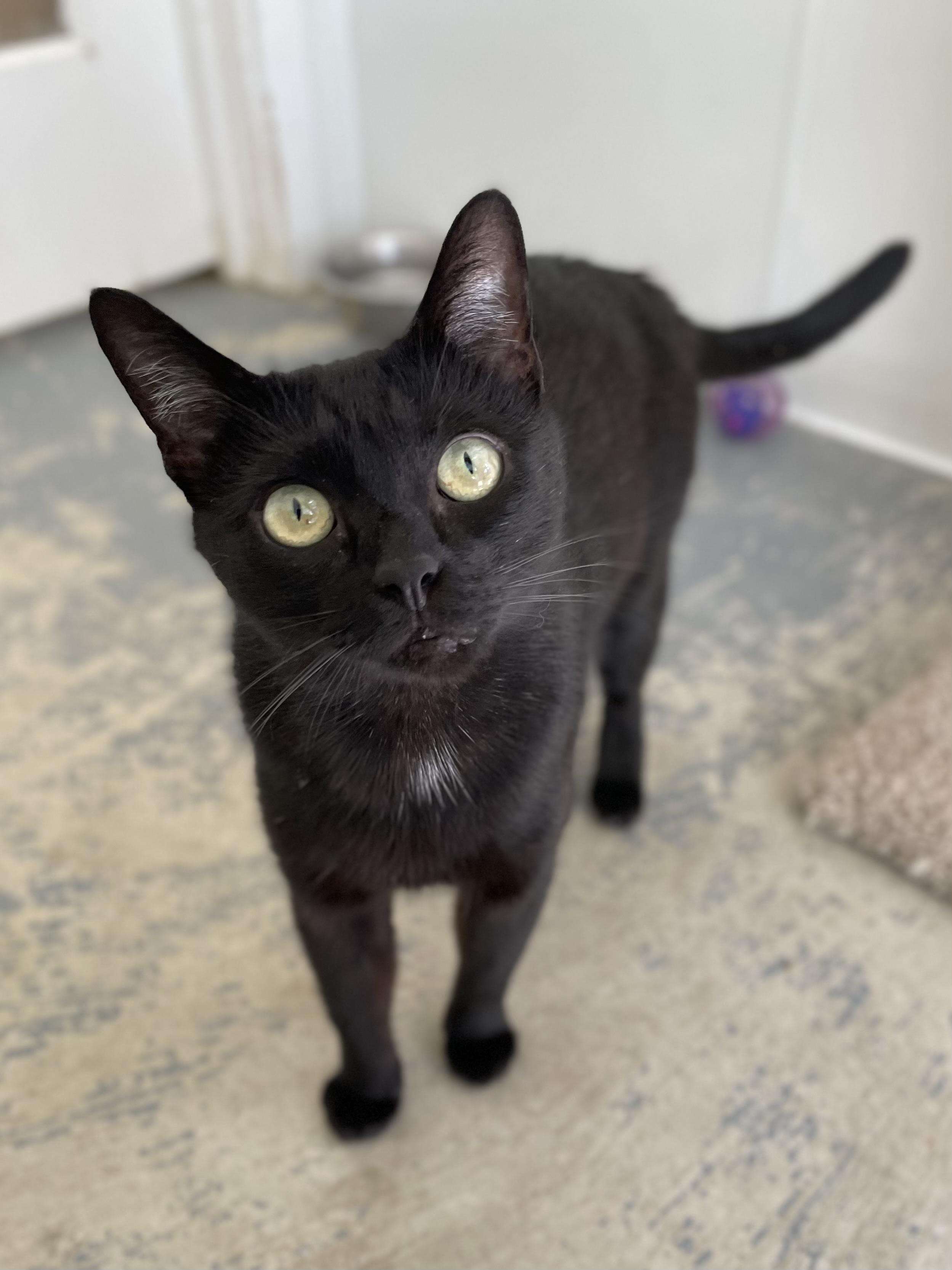 Morticia, Adoptable, Young Female Domestic Short Hair.