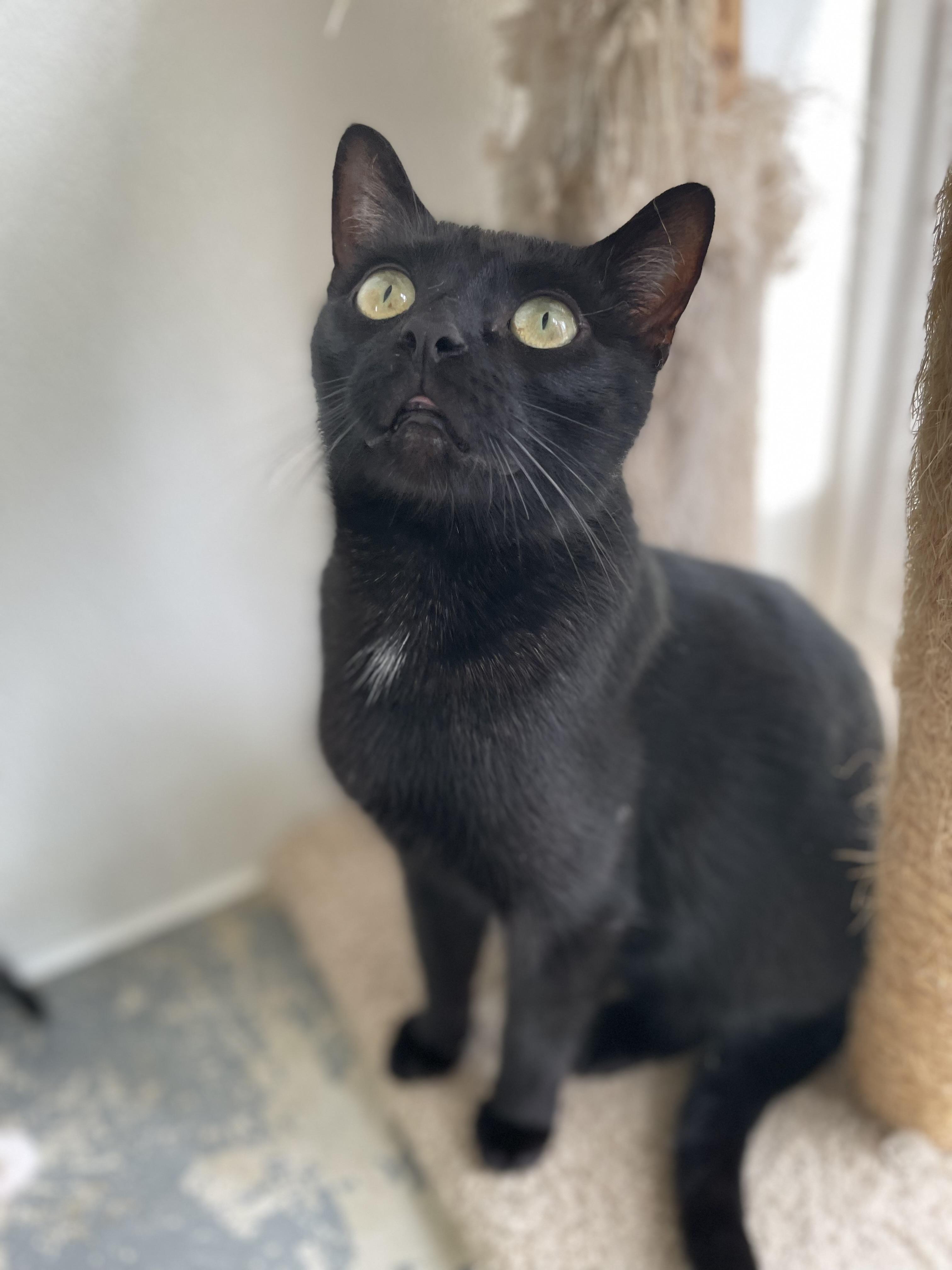 Morticia