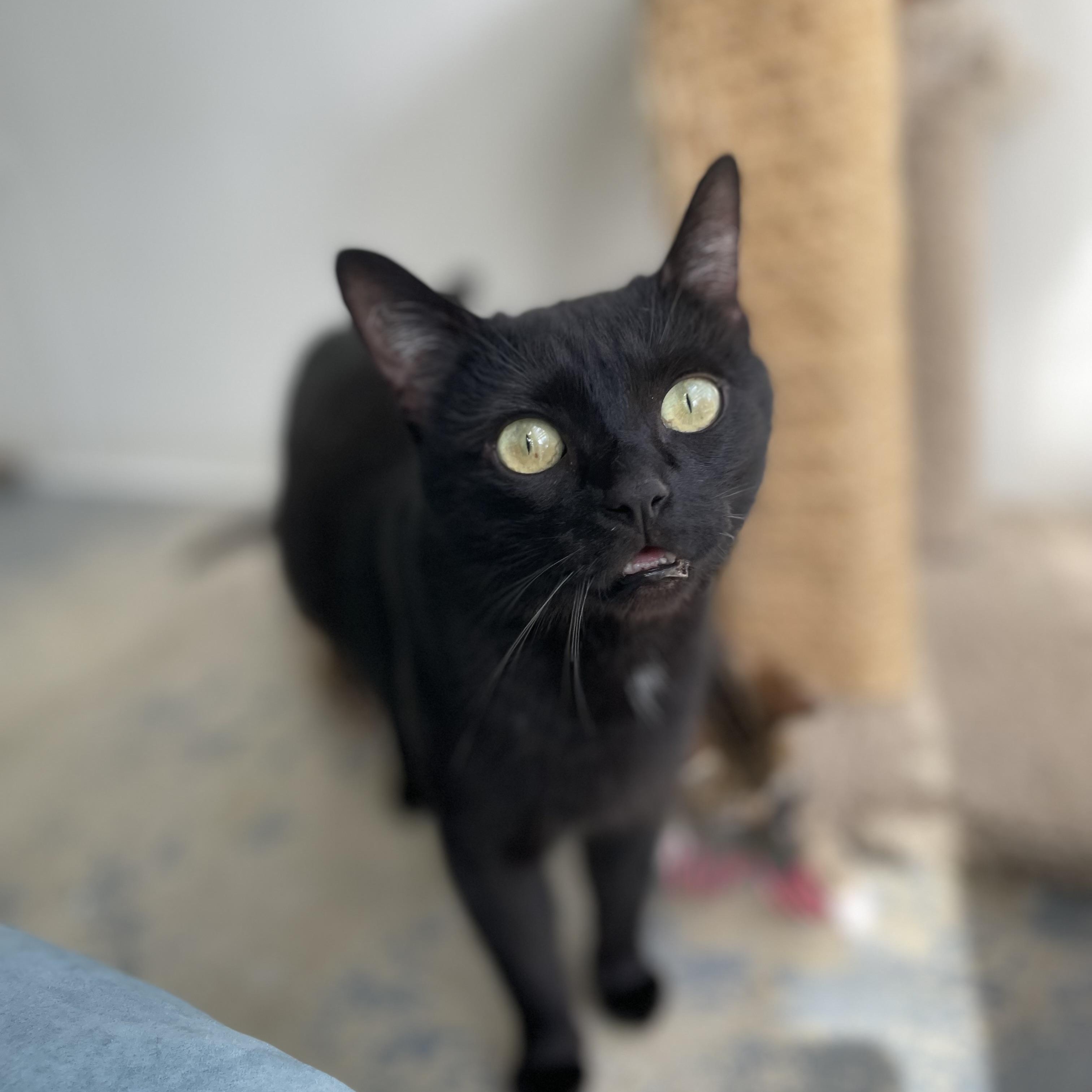 Morticia