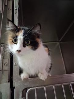 Enlarge Bianca, an adopted Domestic Long Hair in Minneapolis, MN image 5/5