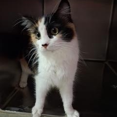 Enlarge Bianca, an adopted Domestic Long Hair in Minneapolis, MN image 1/5