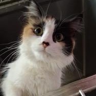Enlarge Bianca, an adopted Domestic Long Hair in Minneapolis, MN image 2/5