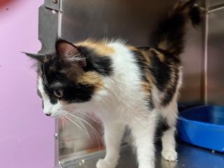 Enlarge Bianca, an adopted Domestic Long Hair in Minneapolis, MN image 3/5