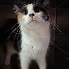 Enlarge Bianca, an adopted Domestic Long Hair in Minneapolis, MN image 4/5