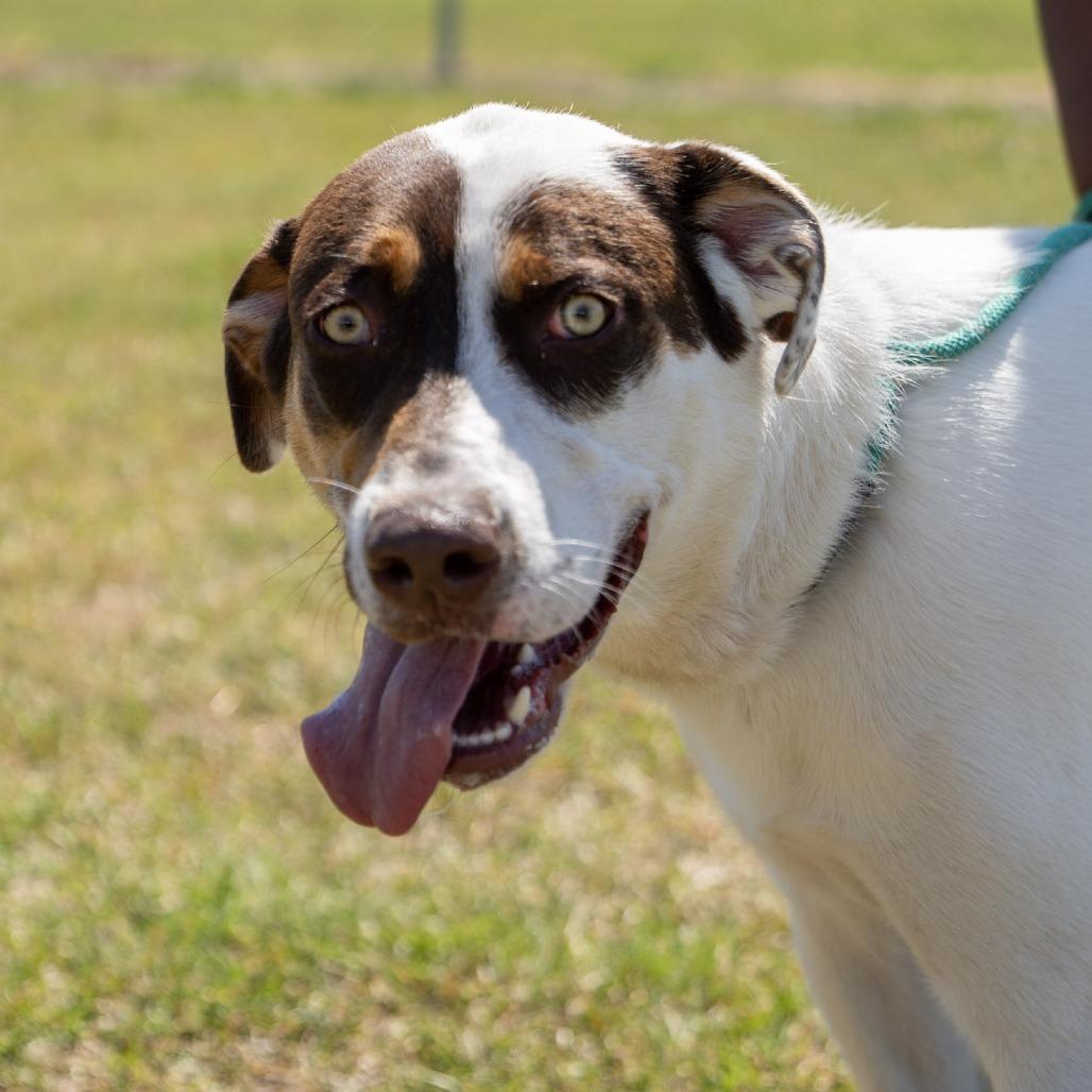 Enlarge Maverick, a Adoptable mixed breed in Elizabeth City, NC image 1/6