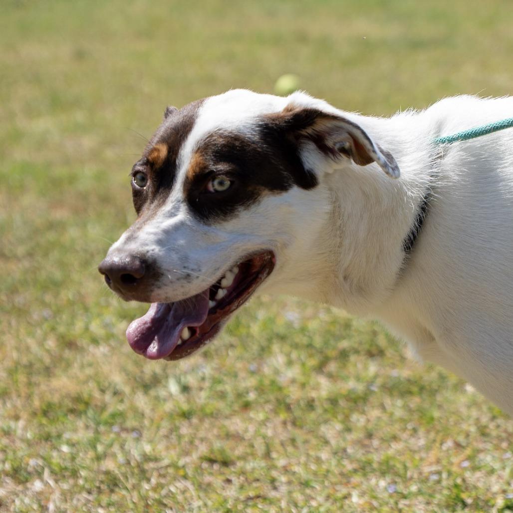 Enlarge Maverick, a Adoptable mixed breed in Elizabeth City, NC image 2/6