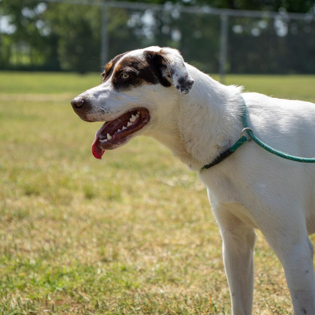 Enlarge Maverick, a Adoptable mixed breed in Elizabeth City, NC image 4/6