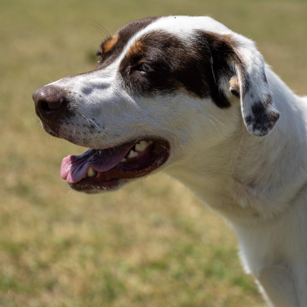 Enlarge Maverick, a Adoptable mixed breed in Elizabeth City, NC image 5/6