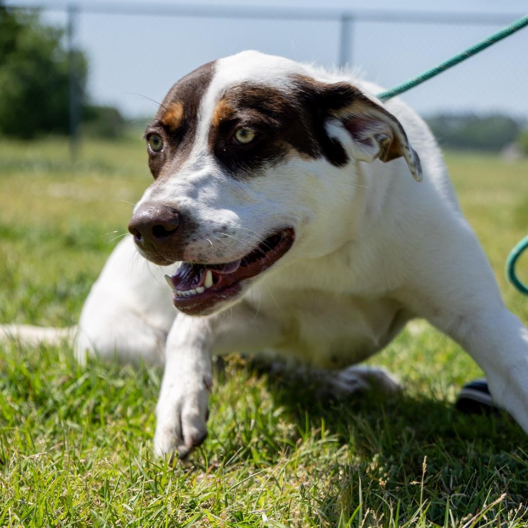 Enlarge Maverick, a Adoptable mixed breed in Elizabeth City, NC image 6/6