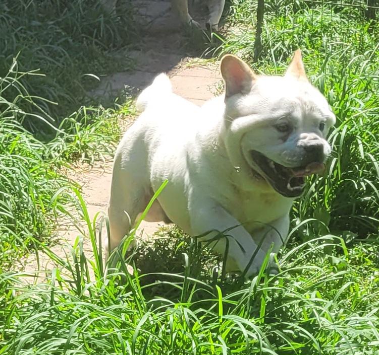 Enlarge Mochi, a ADOPTABLE mixed breed in Catlettsburg, KY image 3/4