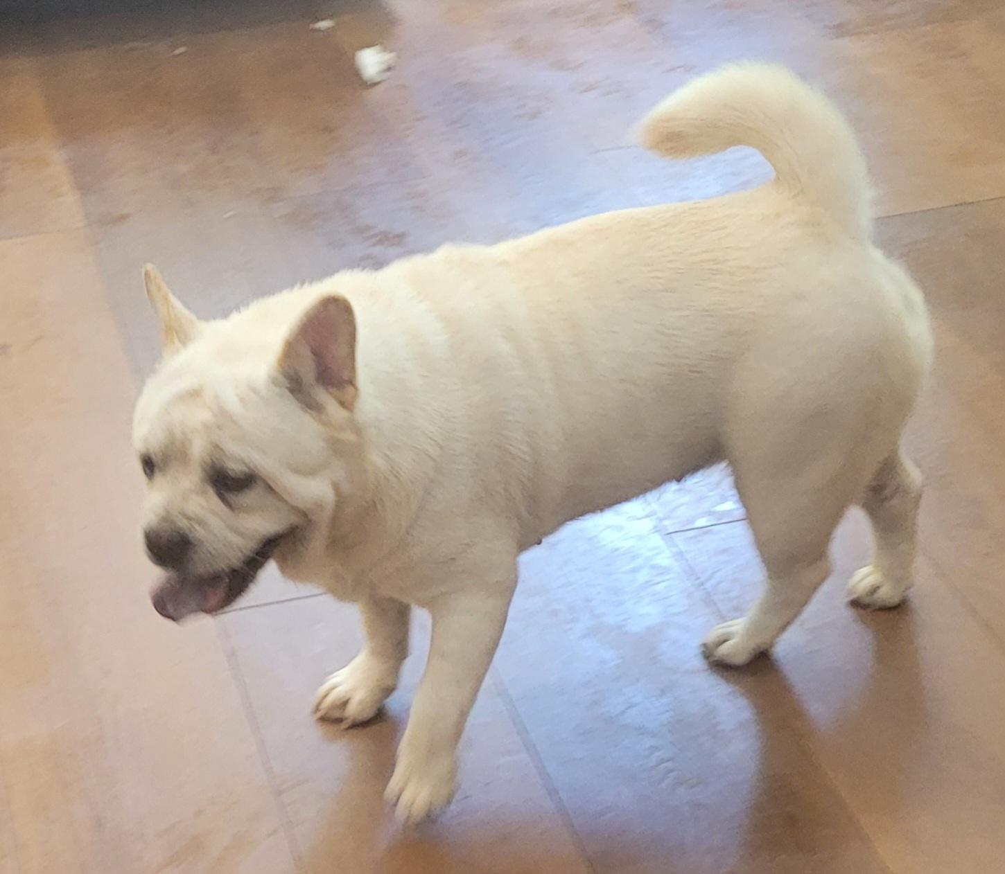 Enlarge Mochi, a ADOPTABLE mixed breed in Catlettsburg, KY image 2/4