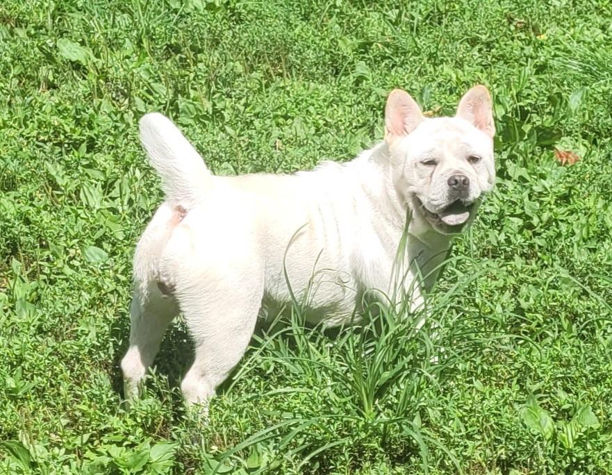 Mochi, ADOPTABLE, Young Female French Bulldog & Chow Chow.