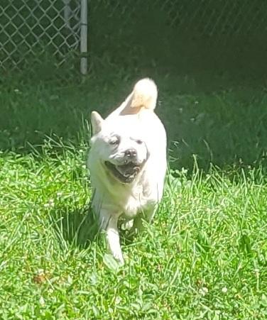 Enlarge Mochi, a ADOPTABLE mixed breed in Catlettsburg, KY image 4/4