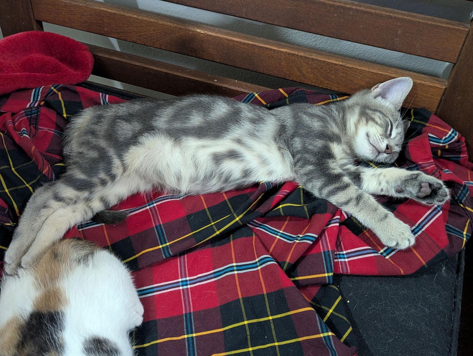 Turkey, Adoptable, Young Male Domestic Short Hair.