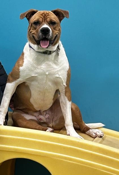 Kirk, Adoptable, Adult Male Mixed Breed & Mixed Breed.