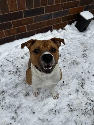 Kirk, Adoptable, Adult Male Mixed Breed & Mixed Breed.