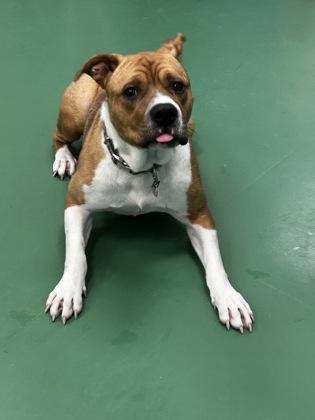 Enlarge Kirk, a Adoptable mixed breed in Sterling Heights, MI image 2/3
