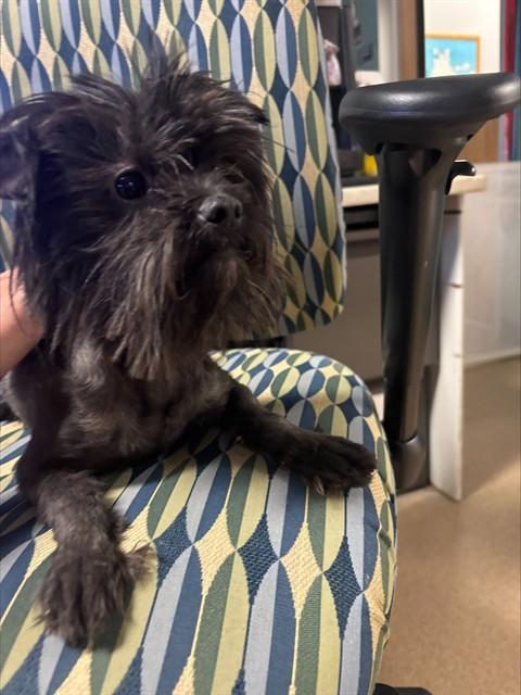 Enlarge Ricky A217507, an adopted mixed breed in Plano, TX image 1/1