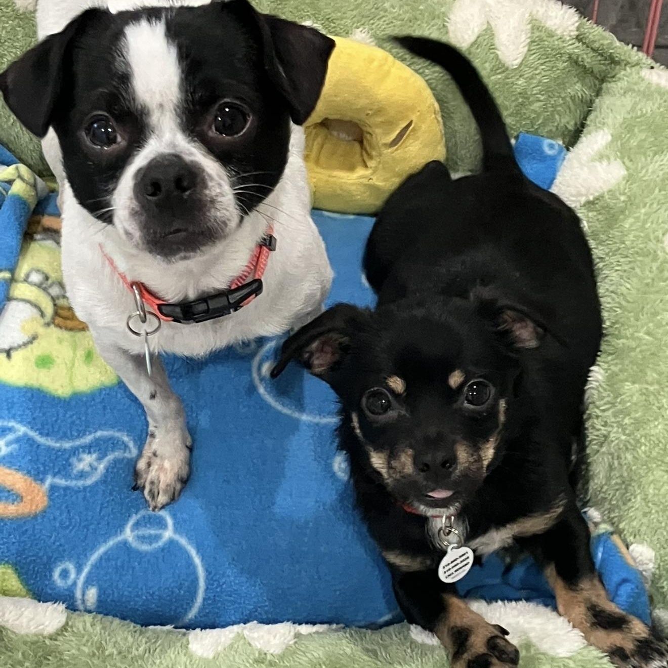 Enlarge Winnie and Waffles, a ADOPTABLE mixed breed in Santa Monica, CA image 1/3