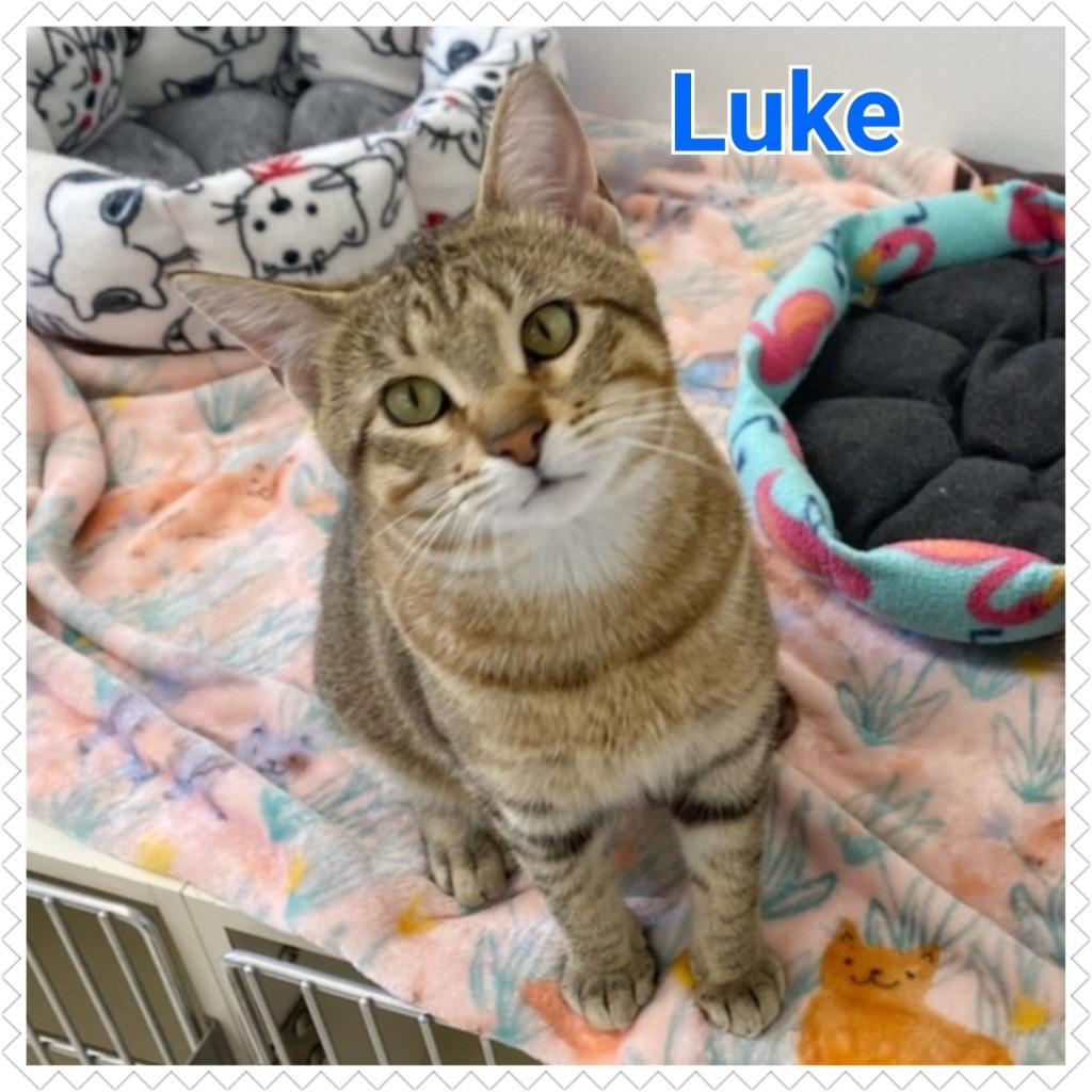 Enlarge Luke, a Adopted mixed breed in North Saint Paul, MN image 1/1