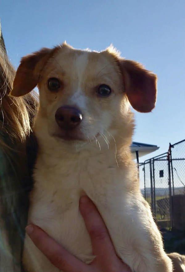 Poppy, Adoptable, Young Female Beagle & Pomsky.