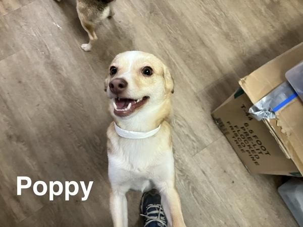 Poppy, a Adoptable mixed breed in McMinnville, OR image 2/2