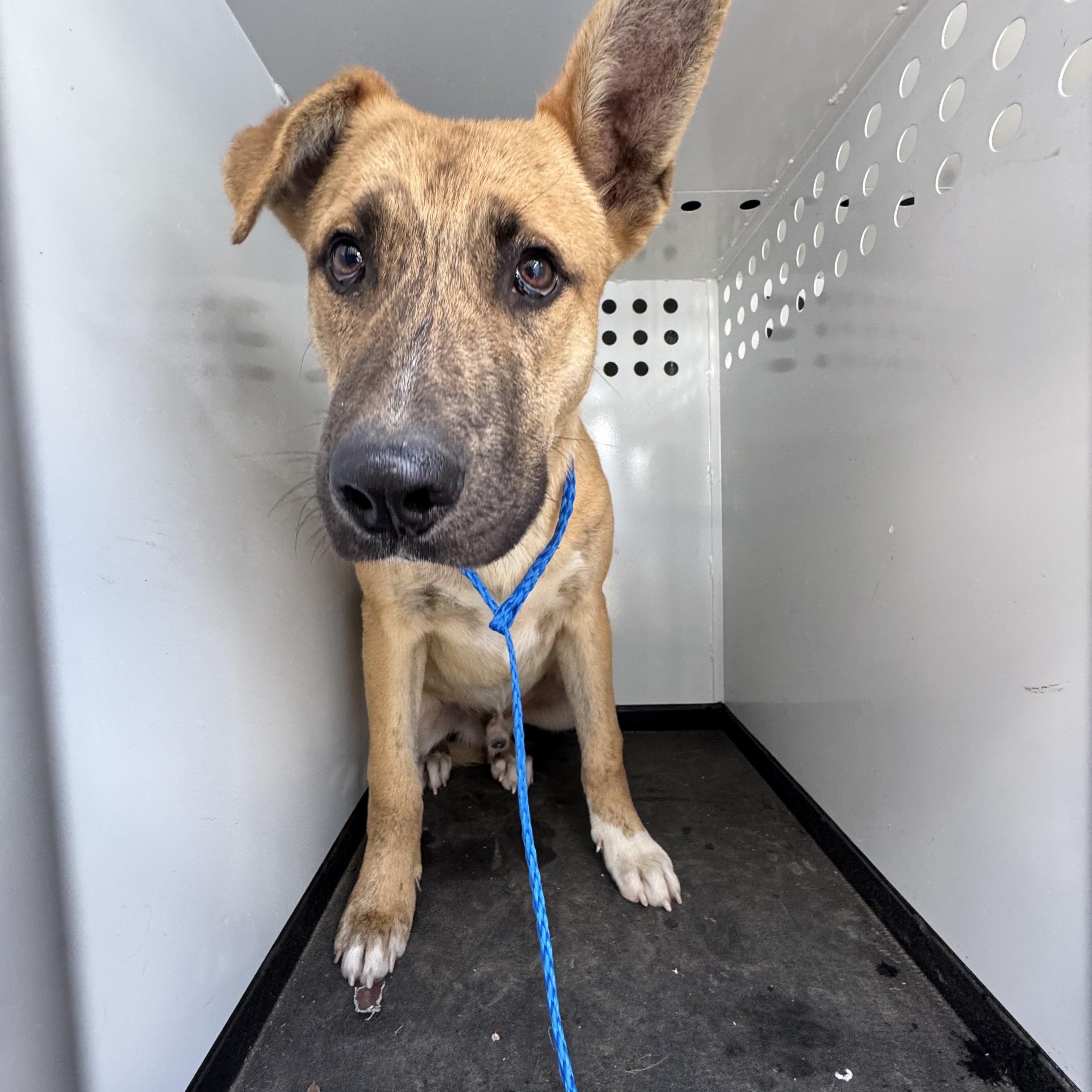REGGIE (AVAILABLE 12/30/25), ADOPTABLE, Young Male Shepherd.