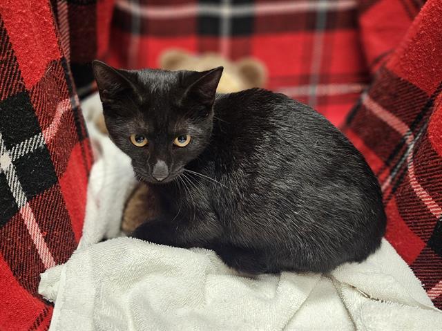 Enlarge A1254815, a Adoptable Domestic Short Hair in Winter Haven, FL image 1/1