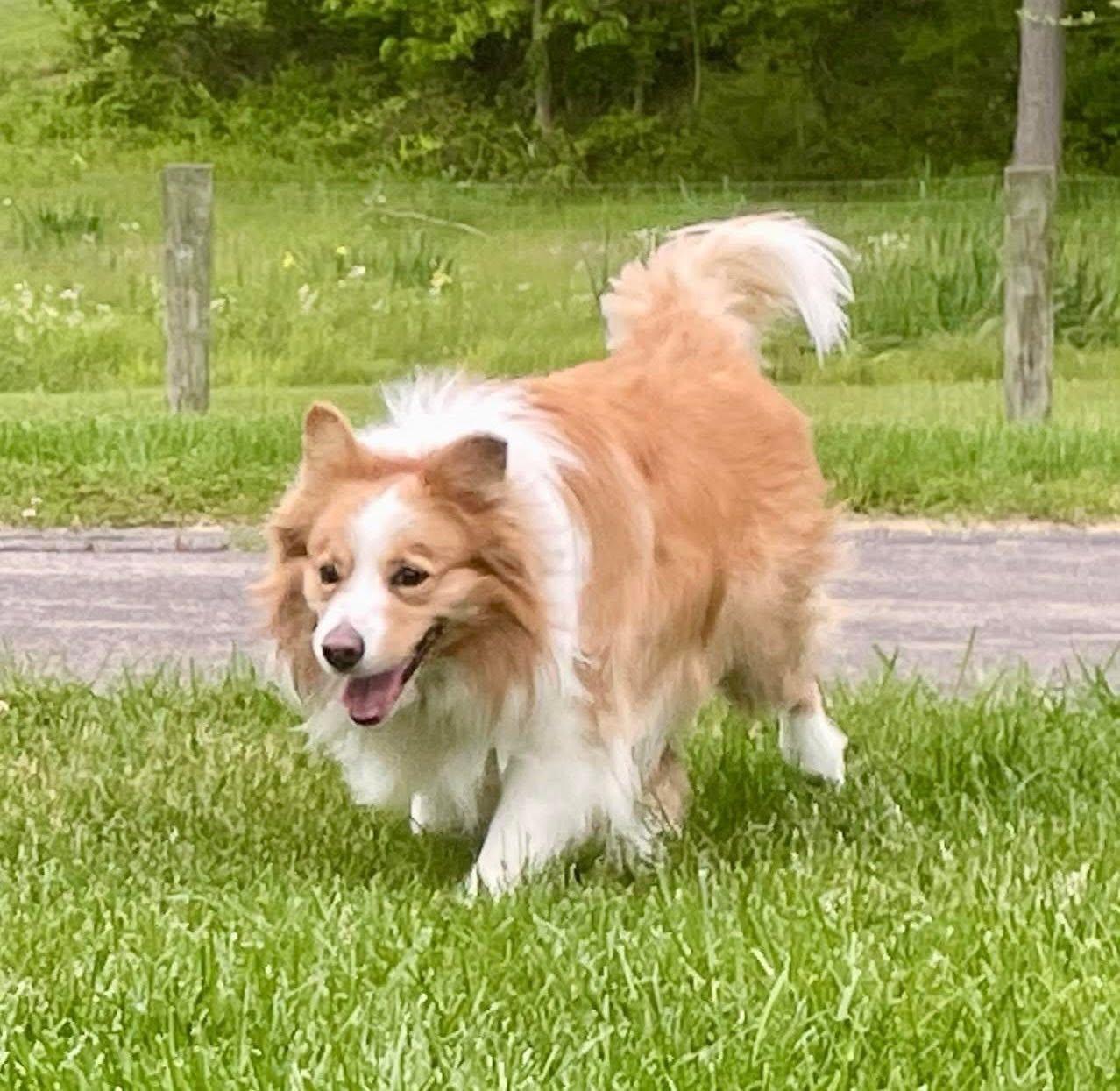 Major, an adopted Border Collie in Seymour, IN image 2/4