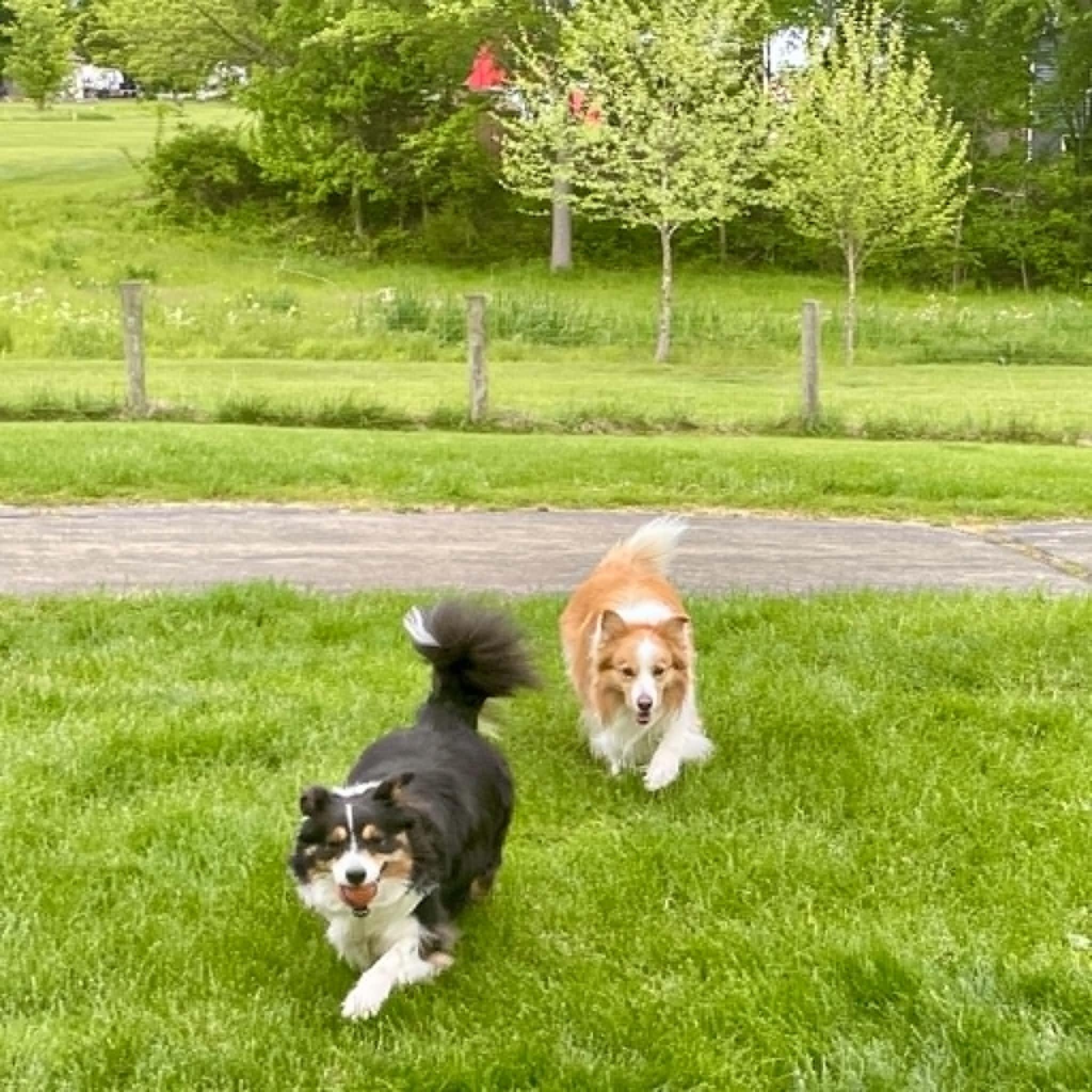 Major, an adopted Border Collie in Seymour, IN image 3/4