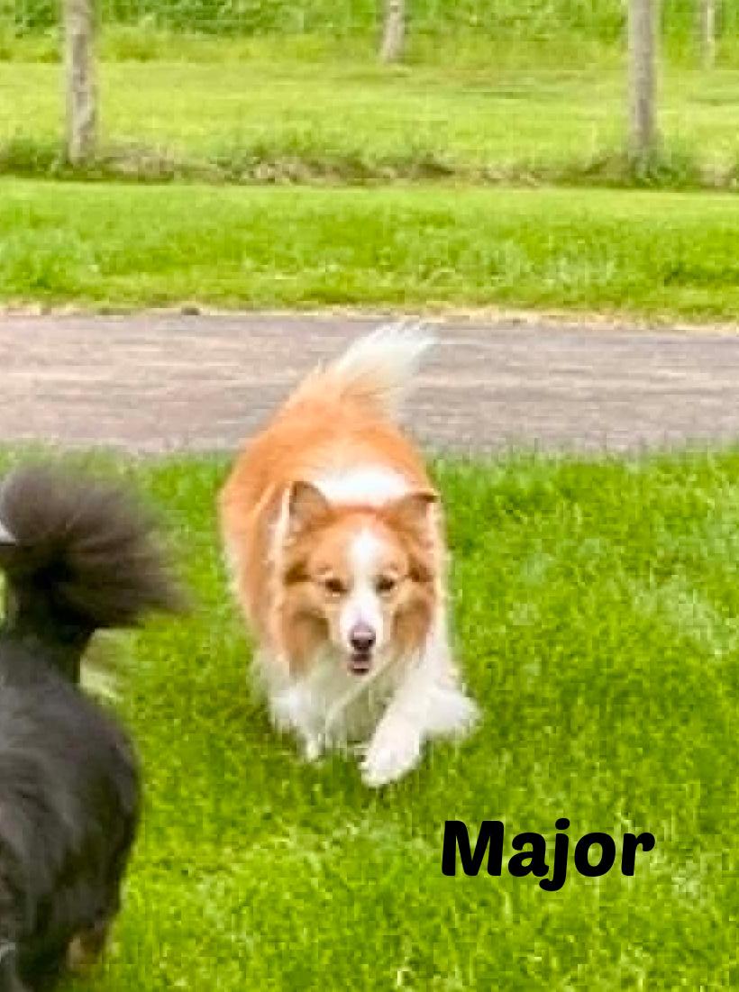 Major, an adopted Border Collie in Seymour, IN image 1/4