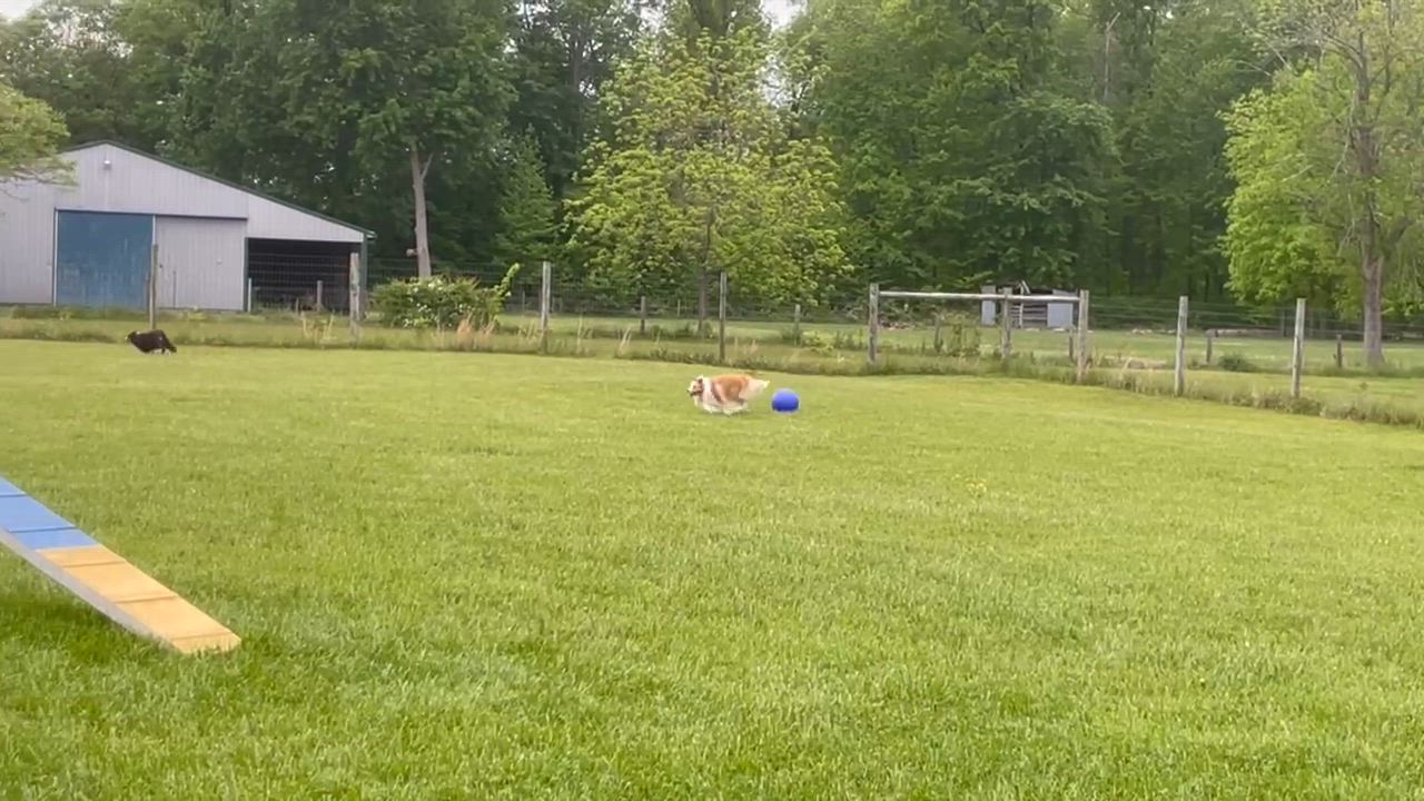 Enlarge Major, an adopted Border Collie in Seymour, IN video 4/4