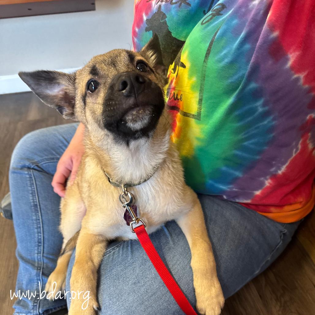 Buddha, Adoptable, Puppy Male Cattle Dog & Keeshond.