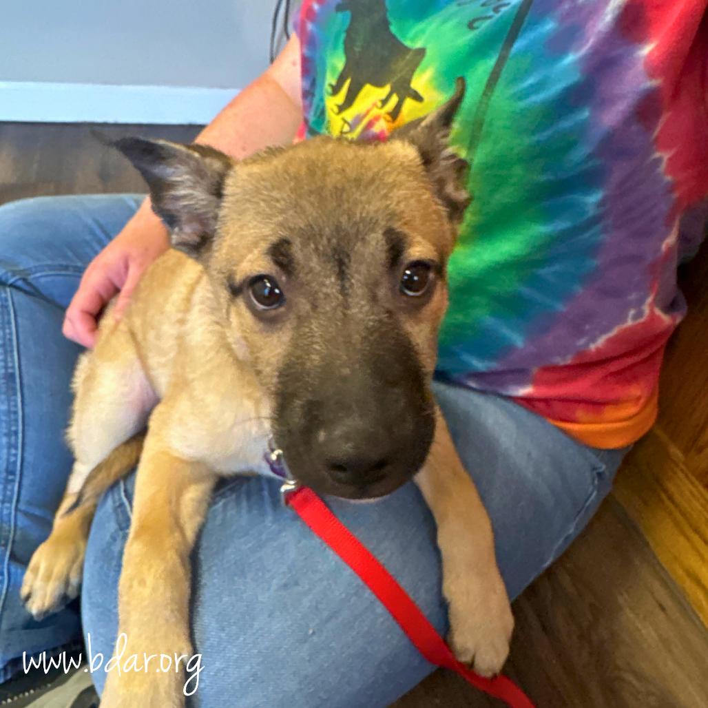 Enlarge Buddha, a Adoptable mixed breed in Cheyenne, WY image 2/2