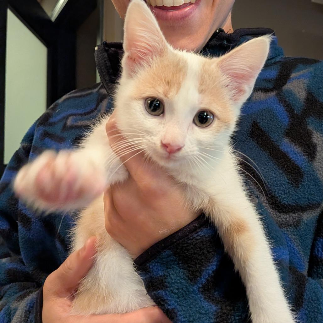 Baby Peaches photo